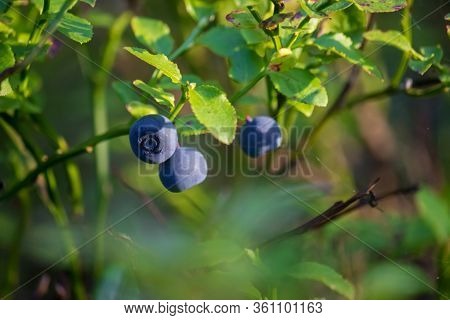 Beautiful Thin, Branched Stems Of Blooming Heather Against The Background Of Forest Tree Trunks.