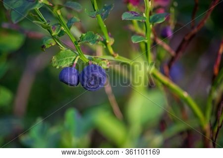 Beautiful Thin, Branched Stems Of Blooming Heather Against The Background Of Forest Tree Trunks.