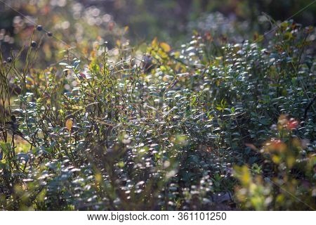 Beautiful Thin, Branched Stems Of Blooming Heather Against The Background Of Forest Tree Trunks.