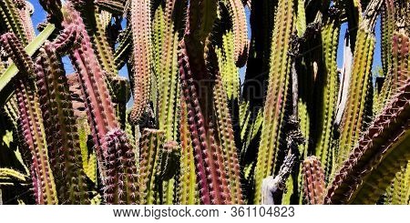 A Closeup Of A Stovepipe Cactus (lophocereus Schottii)