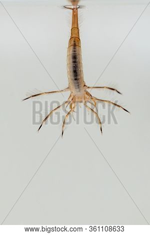 In A Wild Pond There Are Predatory Diving Beetles That Like To Eat Spawn, Here You See The Back Of I