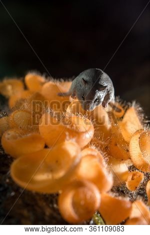 Mushroom In The Rain Forest Among The Fallen Leaves And Bark With The Rat