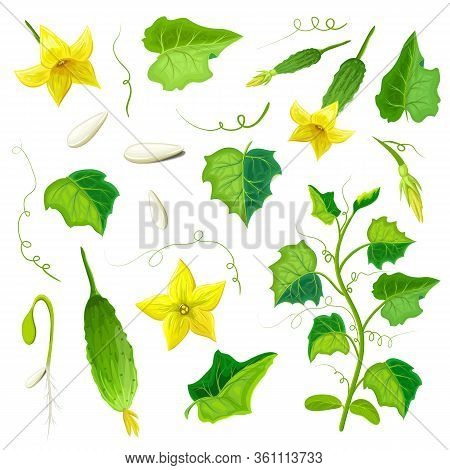 Morphology Of Healthy Cucumber Plant. Parts Of Cucumber Plant Set. Gherkin Of Various Ripeness, Flow