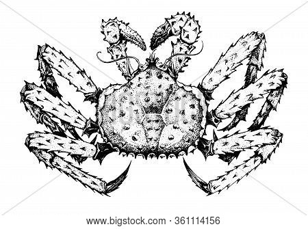 King Crab. Kamchatka Crab. Seafood, A Set Of Templates For Menu Design, Packaging, Restaurants And C