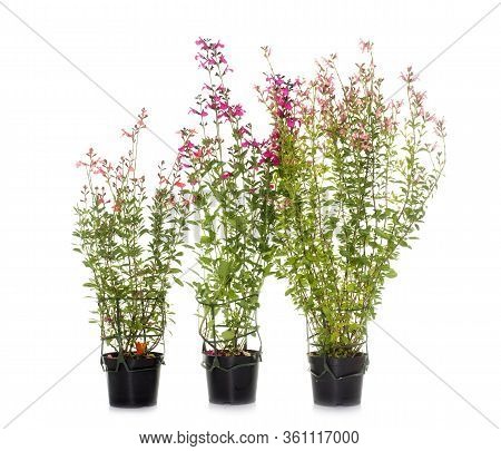 Salvia Microphylla In Front Of White Background