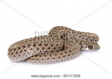 Montpellier Snake In Front Of White Background
