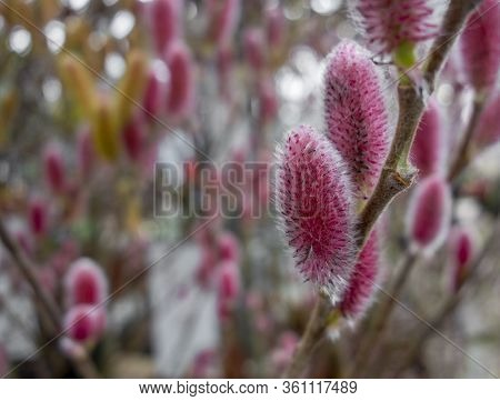 Full Frame Shot Of Red Pussy Willow Catkins