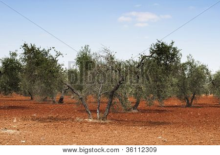 Vítání občánků v Plantation