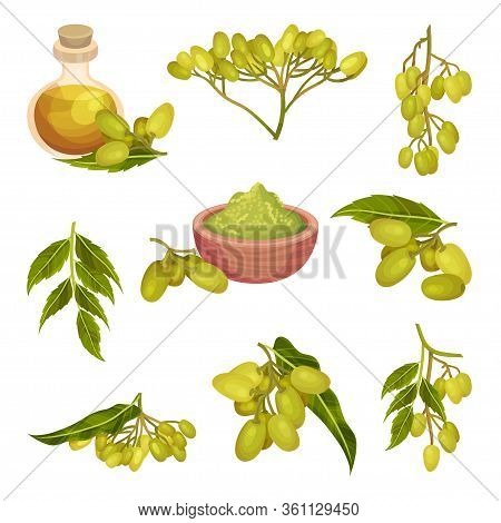 Neem Plant With Leafy Branches And Fruits Vector Set