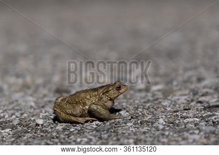 Low-angle Toad
