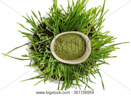Organic Wheatgrass Powder In White Bowl And Wheat Sprouts Isolated On White Background. Top View, Cl