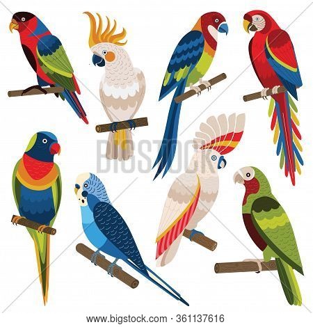 Exotic Multicolored Different Parrot Types Cartoon Set