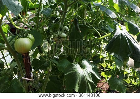 Healthy Eating Concept - Ripe Beautiful Tomato And Cucumber Grows In The Summer In The Greenhouse