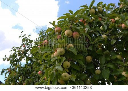 Close-up Photo - Useful Tasty Apples Grow On A Tree Against A Blue Sky