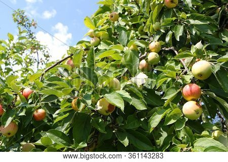 Close-up Photo - Useful Tasty Apples Grow On A Tree Against A Blue Sky