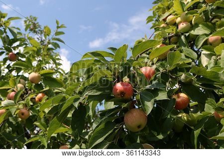 Close-up Photo - Useful Tasty Apples Grow On A Tree Against A Blue Sky