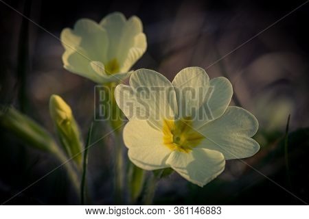 Closeup Of Yellow Primroses In Sunlight With A Blurred Backgrounf