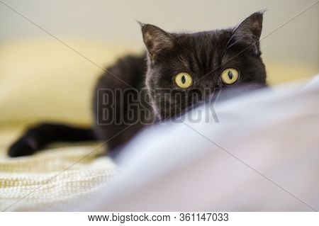 Portrait Of A Cat. Scottish Short Hair Cat . The Sight Of A Cat. Cats Playfull Eyes.