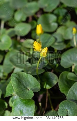 Ficaria Verna, (formerly ,ranunculus Ficaria L.) Commonly Known As Lesser Celandine Or Pilewort, Is 