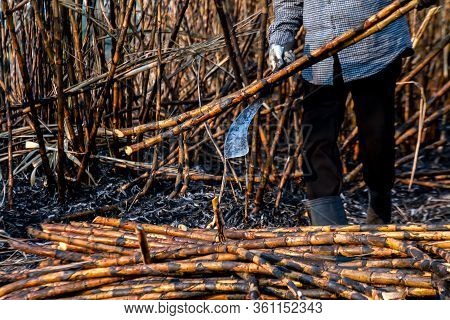 Sugarcane Farmers In Sugar Cane Field, Worker In Burn Sugarcane Plantation In The Harvest Season, Su