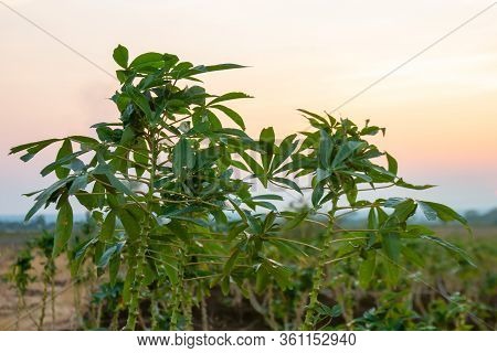 Cassava Tree Growth In Planting Farm, Manioc Or Tapioca Planting Field, Plot Soil For Cassava Planta