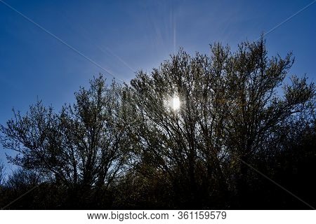 Spring Solar Walk Around Forest In Czech Republic.