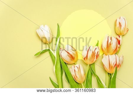 Composition With Yllow Round And A Bouquet Of Beautiful Tulips On Yellow. The Concept Of Spring Holi