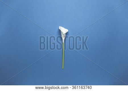 Calla Flower Isolated On Flat Lay Blue Background. Minimal Spring Wedding Or Birthday Gift Card. Tro