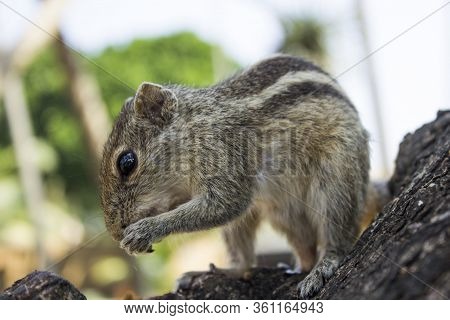 Little Funambulus Palmarumsits On A Tree Branch