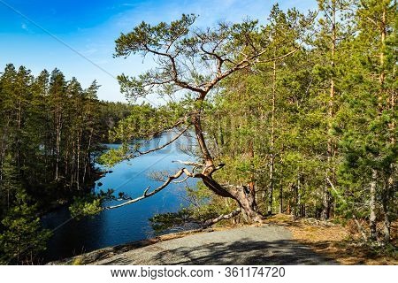 Beautiful Pine On The Rock And Lake Lapinsalmi In The National Park Repovesi, Finland,