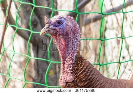 Country Red Turkey Close-up Portrait. Brown Feathered Domestic Bird. Rural Life On A Farm