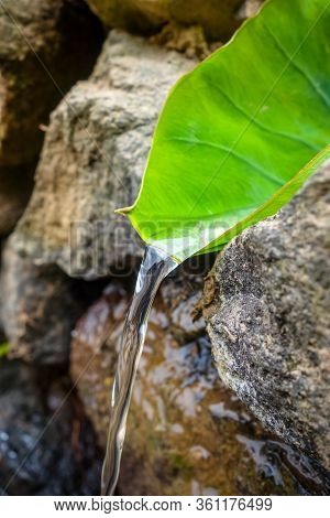 Natural Leaf Fountain In Santo Antao, Cape Verde, Africa