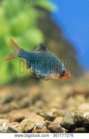 Fish Barbus Tetrazona In A Freshwater Aquarium. Portrait.