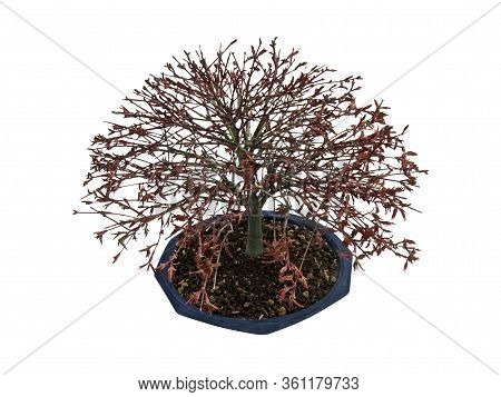 Acer Palmatum Bonsai From The Maple Plant, Latin Name, Age About 9 Years, Hokidachi Style. Isolated 