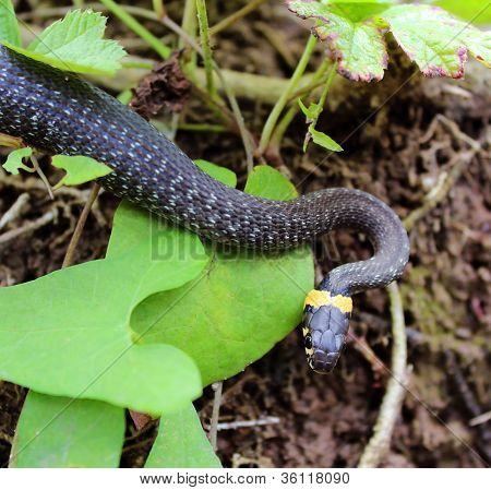 Natrix. Kígyó a fűben.