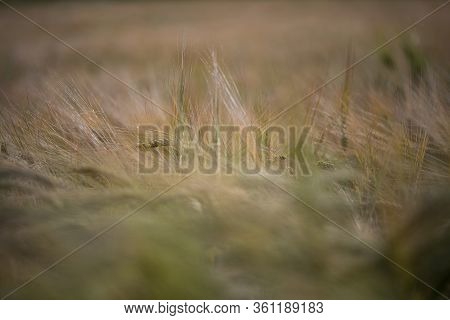 Landscape Photo Of Barley Field With Awns, Green And Yellow In The Sunset.