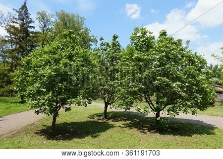 3 Blossoming Trees Of Sorbus Aria In Mid May