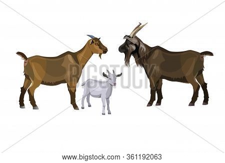 Goat Family. Buck, Nanny And Kid. Vector Illustration