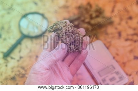 Strains Of Marijuana For Sale. Medical Marijuana And The Legalization Of Marijuana In The World.