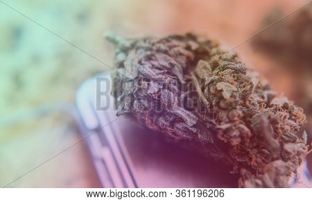 Strains Of Marijuana For Sale. Medical Marijuana And The Legalization Of Marijuana In The World.