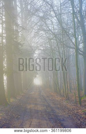 Tall Bare Autumn Trees Along The Straight Countryside Pathway On Foggy Day