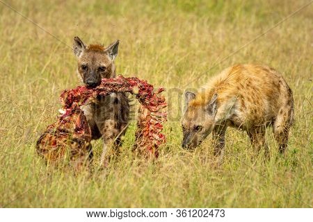 Spotted Hyena Carries Carcase Followed By Another