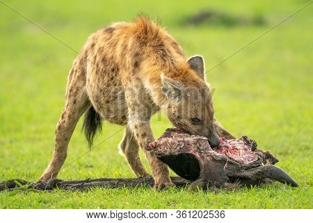 Spotted Hyena Chews Carcase In Short Grass