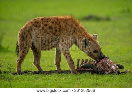 Spotted Hyena Chews Wildebeest Carcase On Grass