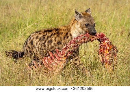 Spotted Hyena Crosses Grassland With Bloody Carcase