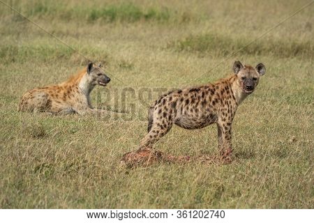 Spotted Hyena Guards Bloody Carcase By Another