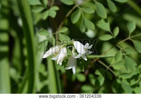 White Spanish Bluebell - Latin Name - Hyacinthoides Hispanica (scilla Hispanica) Alba