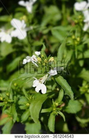 Garden Lobelia White Flowers - Latin Name - Lobelia Erinus