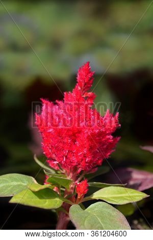 Cockscomb Red Flower - Latin Name - Celosia Argentea Var. Plumosa