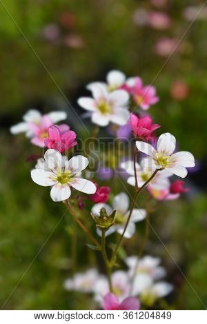 Saxifrage Arendsii Hybrids - Latin Name - Saxifraga X Arendsii